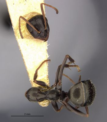 Media type: image;   Entomology 21731 Aspect: habitus dorsal view